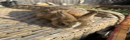 Netherland Dwarf rabbits for sale: 2 Pretty Netherlands dwarf sisters. - Advert 11