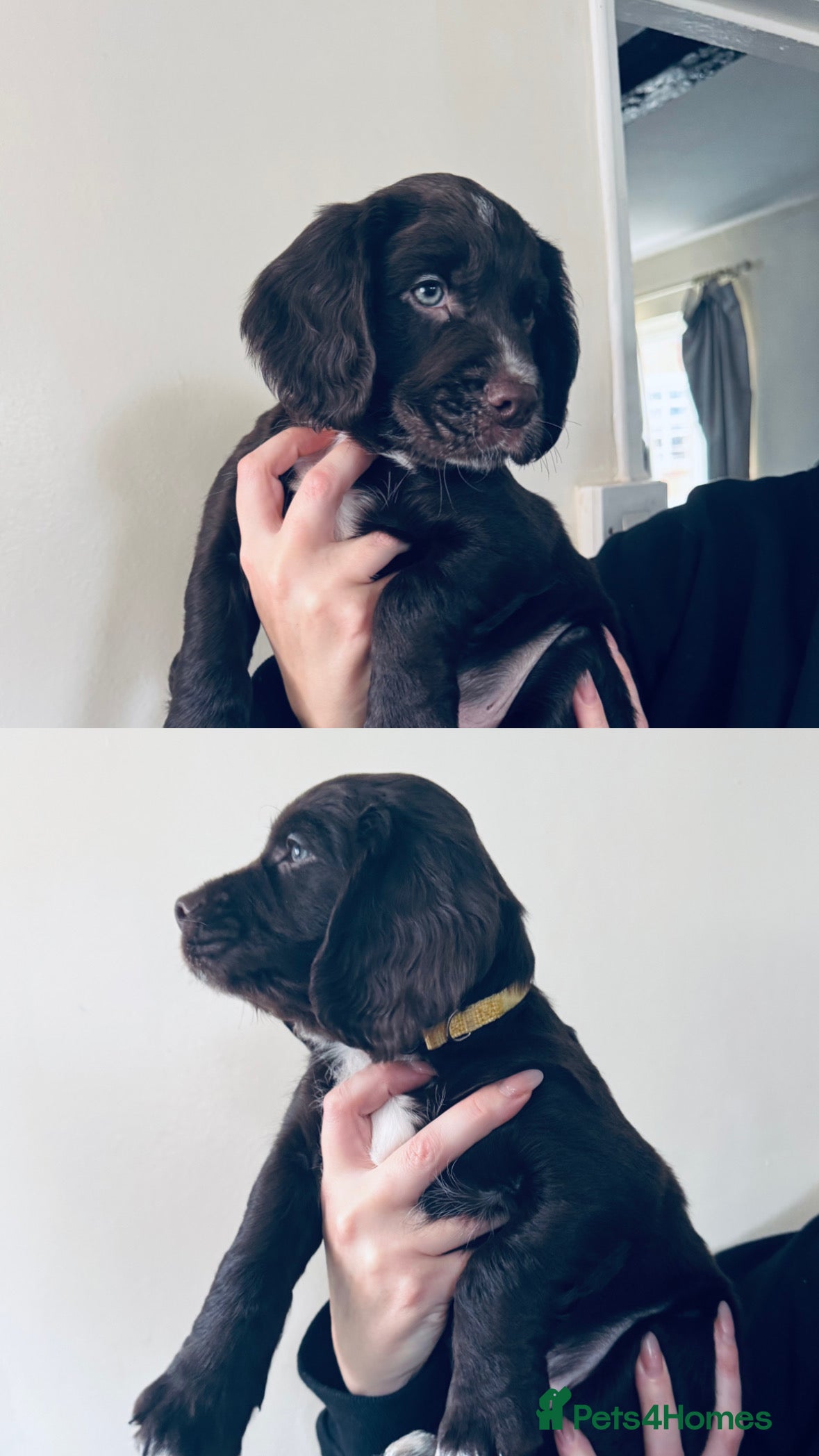 Sprocker dogs Sprocker boy  - Advert 17