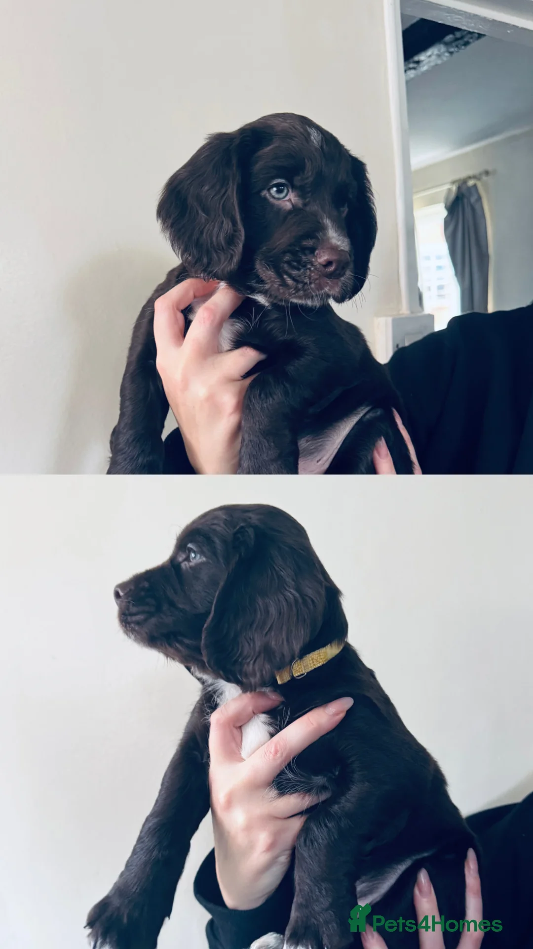 Sprocker dogs for sale: Sprocker boy  - Advert 1