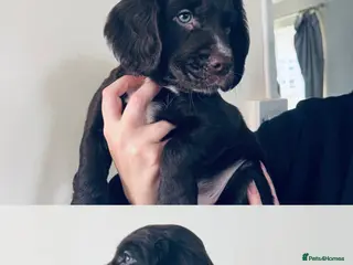 Sprocker dogs Sprocker boy - Advert 17