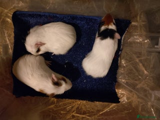 Guinea Pig rodents Baby guinea pig females and males - Advert 15