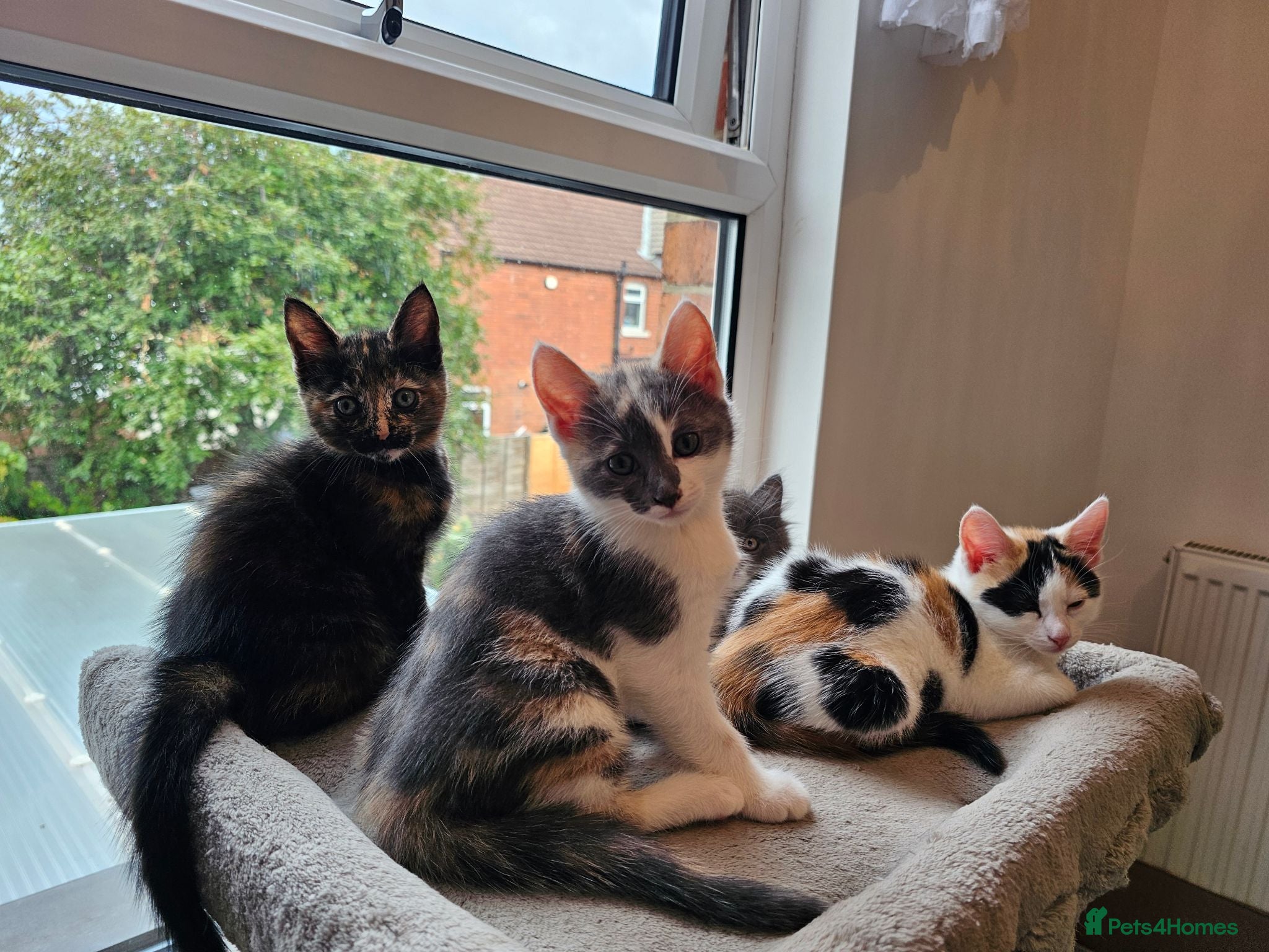 Mixed Breed cats  mix breed 3 girls  - Advert 2