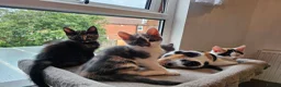 Mixed Breed cats for sale:  mix breed 3 girls  - Advert 2