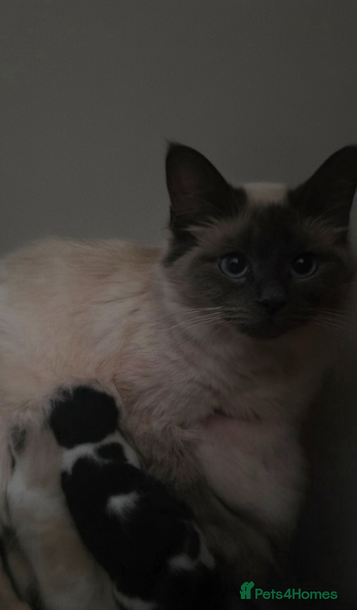 Ragdoll cats Mixed breed ragdolls.  - Advert 6