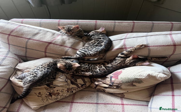 Bengal cats - Advert 13