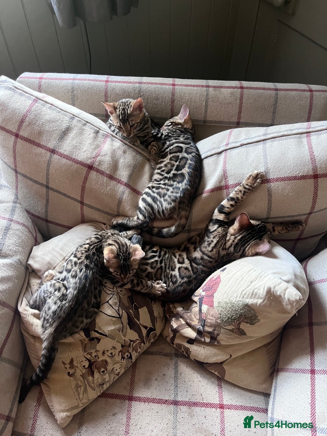 Bengal cats for sale: 2 gorgeous Bengal girls  - Image 1