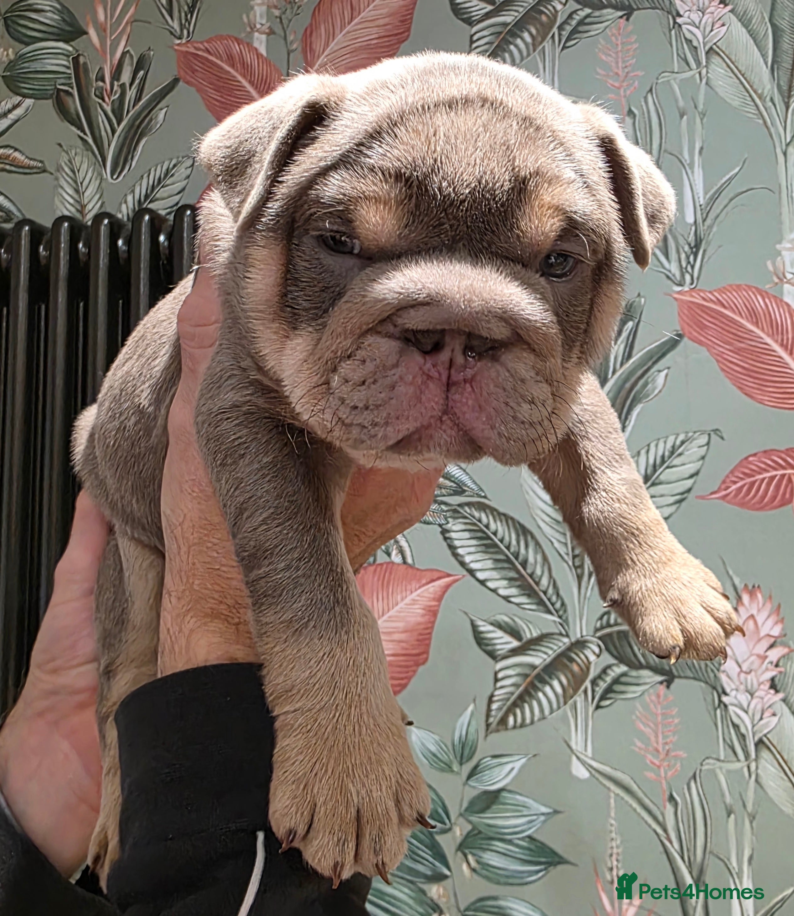 English Bulldog dogs Lilac/tan/ white English Bulldogs. 5 males. - Advert 3
