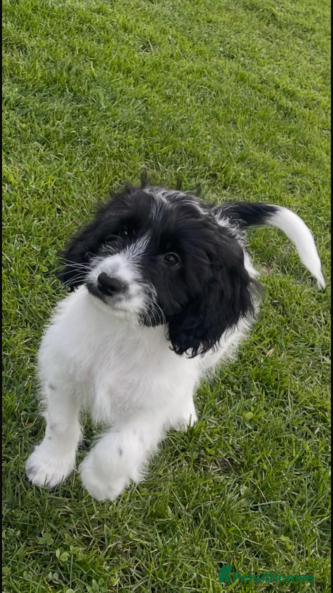 Cockapoo dogs F1 Cockapoo’s - Advert 9