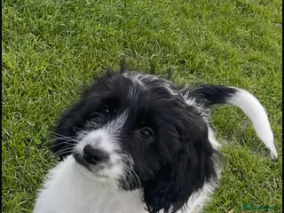 Cockapoo dogs F1 Cockapoo’s - Advert 9