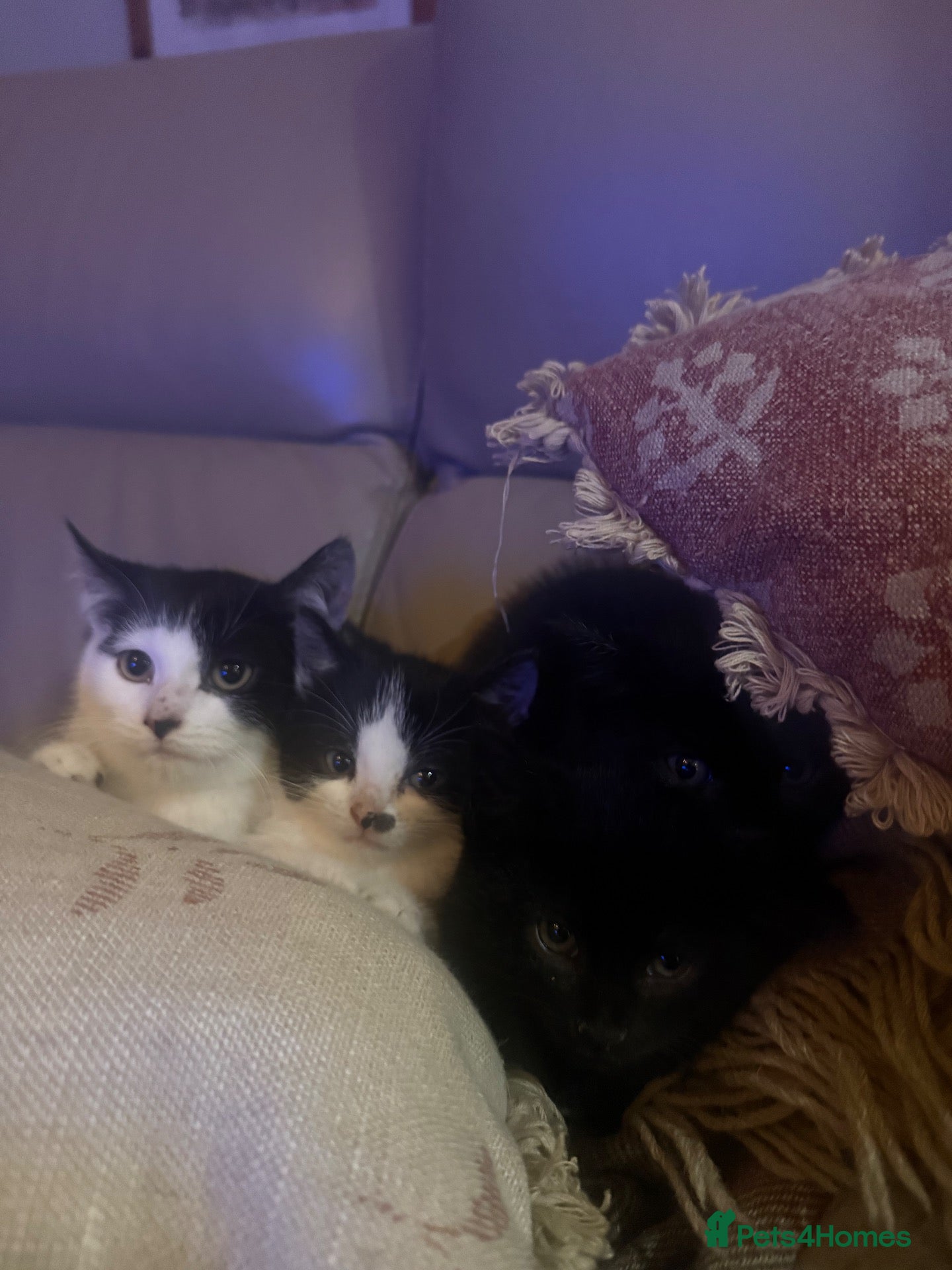 Mixed Breed cats for sale: 4 kittens for sale  - Advert 1
