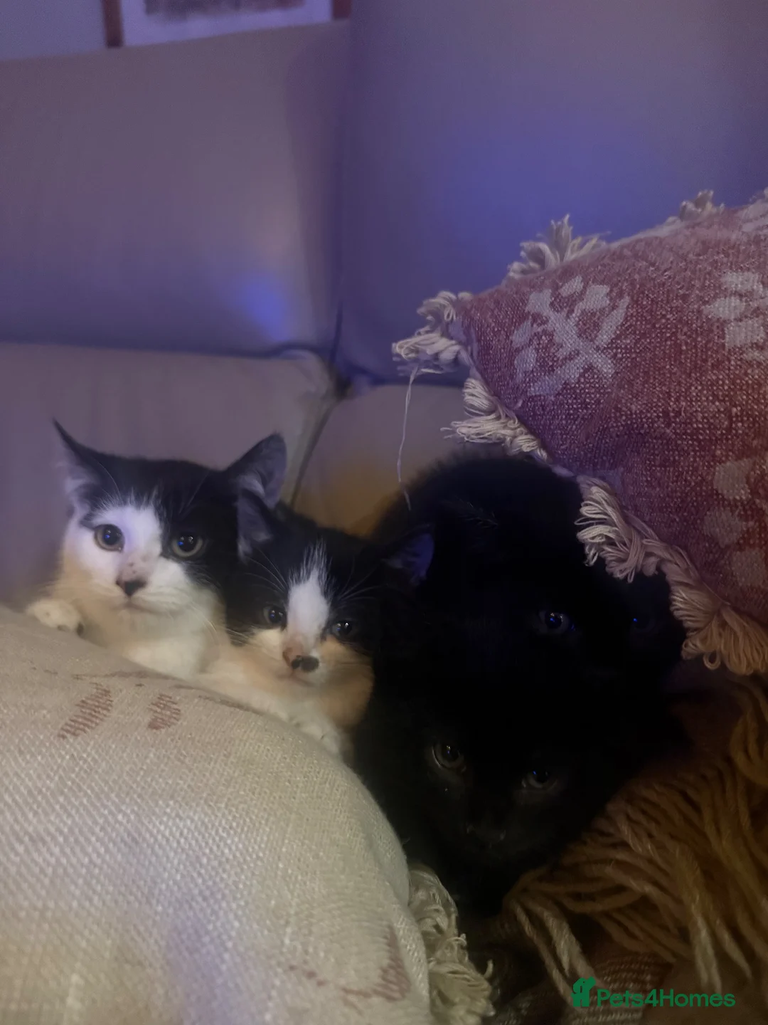 Mixed Breed cats for sale: 4 kittens for sale  - Advert 1