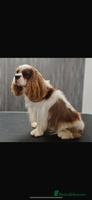 Cavalier King Charles Spaniel dogs - Advert 6