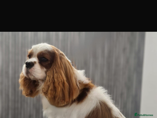Cavalier King Charles Spaniel dogs - Advert 3
