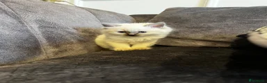 Ragdoll 2