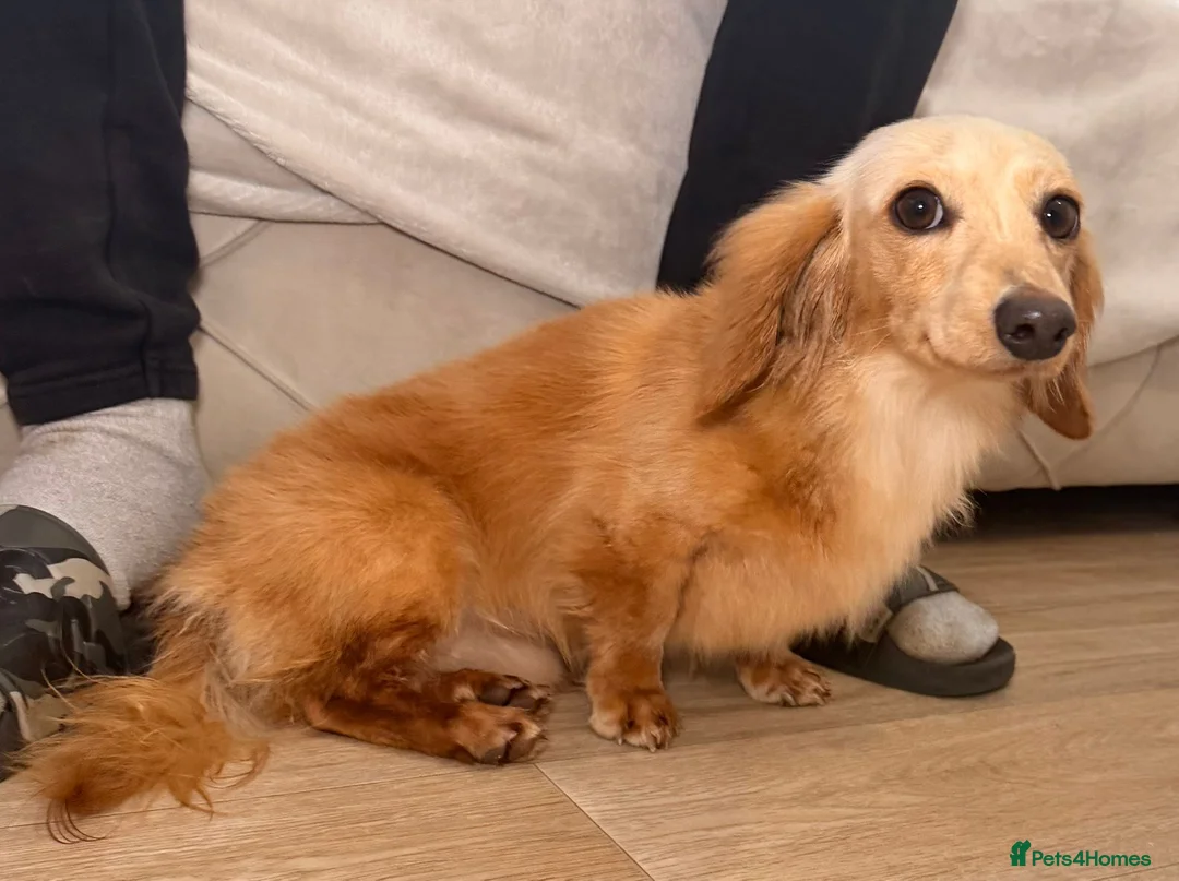 Miniature Dachshund dogs for sale: KC registered Long haired miniature Dachshund  - Advert 2