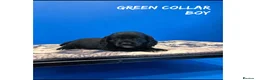 Cocker Spaniel dogs for sale: Working cocker spaniel puppies  - Advert 4