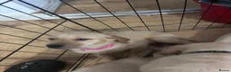 Goldador dogs for sale: Labrador x golden retriever ( goldador) - Advert 15