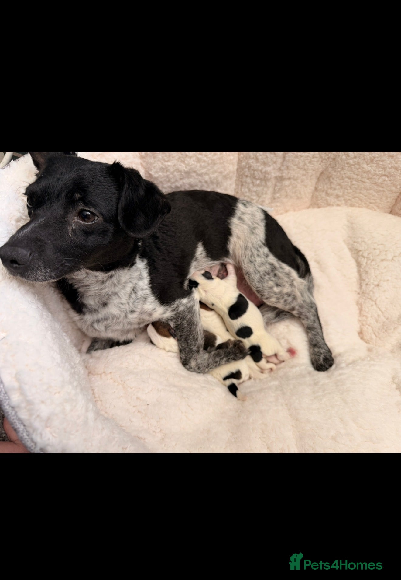 Jack Russell dogs ***Traditional Jack Russell*** - Advert 1