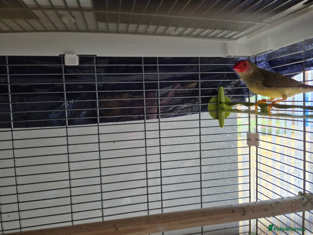 Finches birds for sale: Star /Red head finches  - Image 7