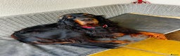 Gordon Setter dogs for sale: 2 Gordon setters for new loving home - Advert 3