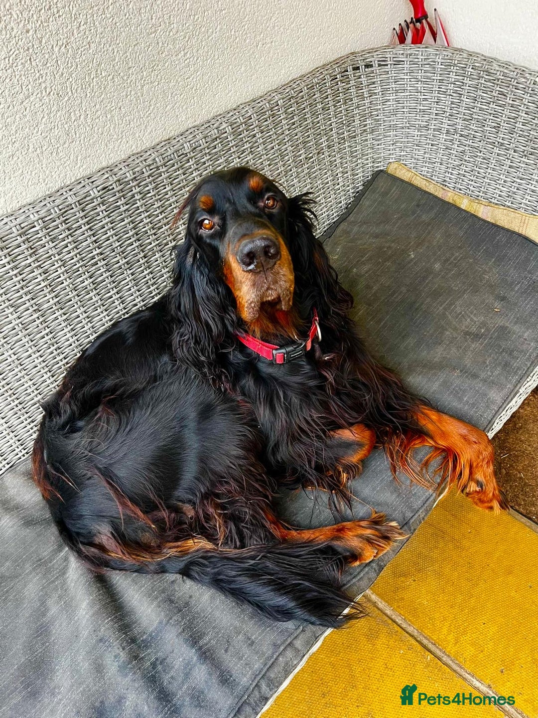 Gordon Setter dogs for sale: 2 Gordon setters for new loving home - Advert 3