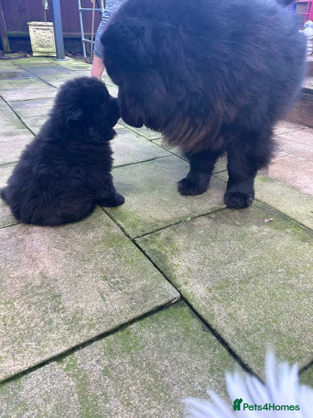 Chow Chow dogs for sale: Rough Coat Chow Chow Puppies in Peterborough - Advert 29