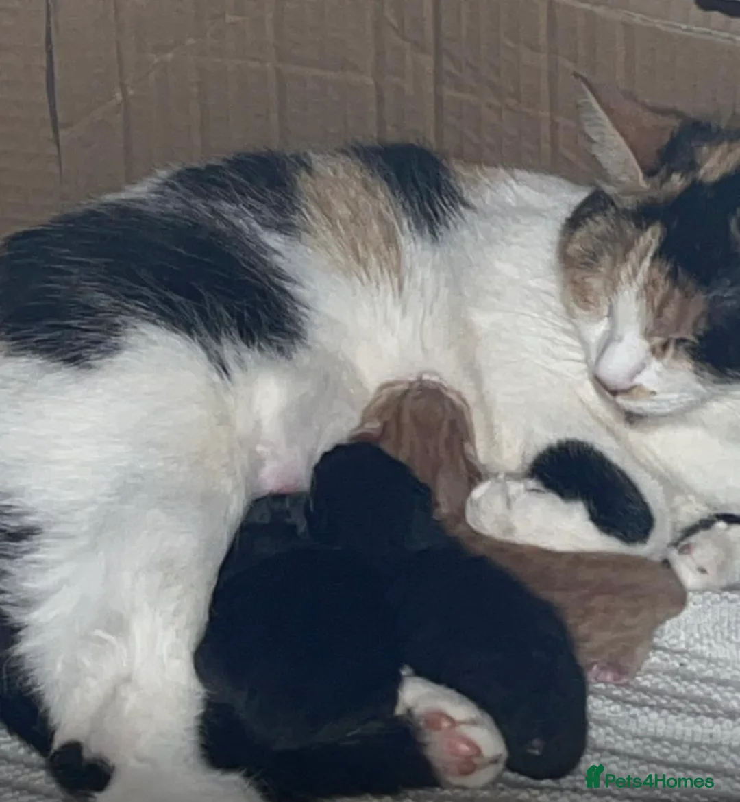 British Shorthair cats for sale: Kitten last one  - Advert 13