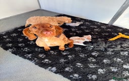 Cockapoo dogs for sale: Cockapoo Puppies (Licensed Breeder)  - Advert 15