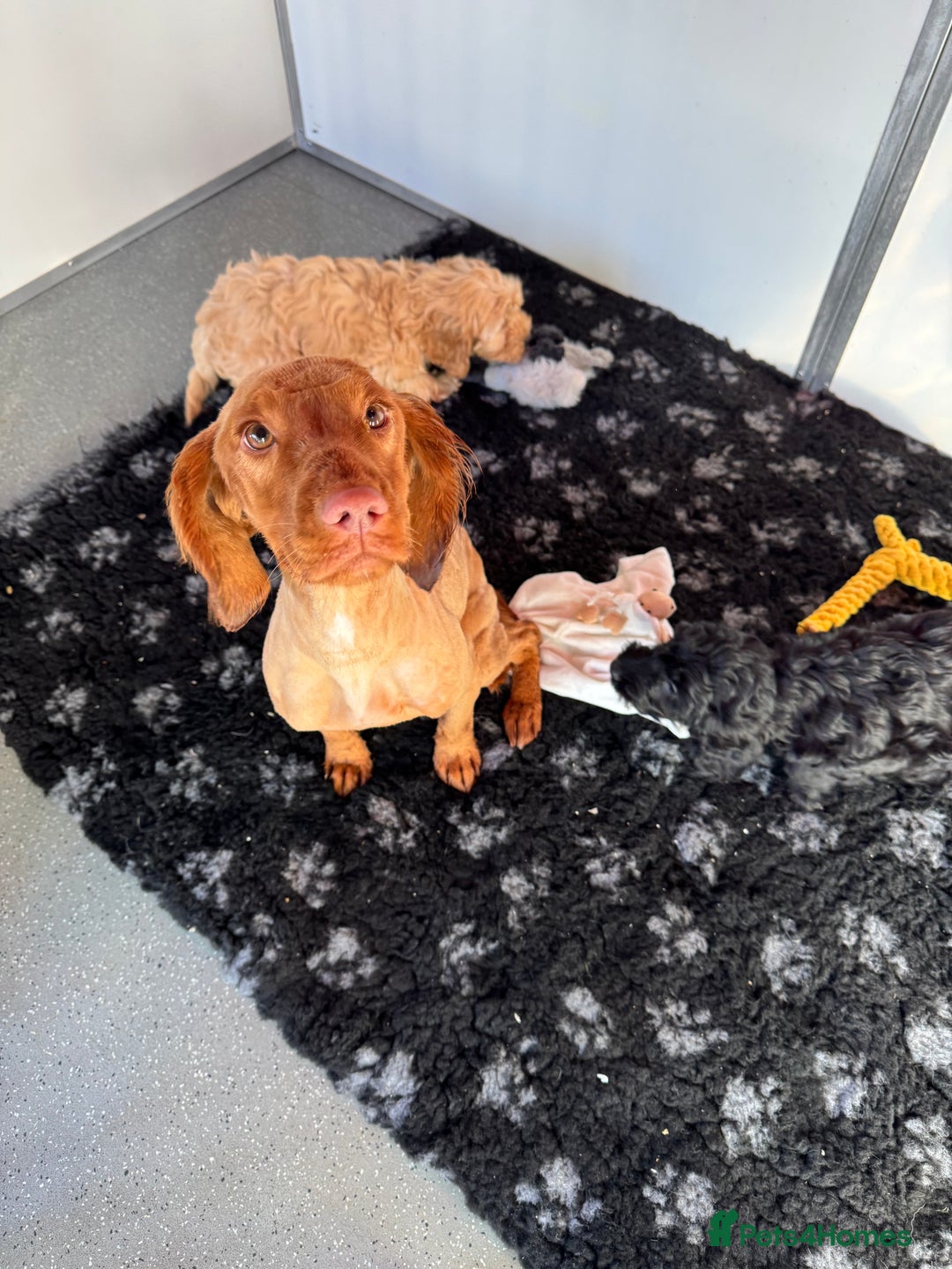 Cockapoo dogs for sale: Cockapoo Puppies (Licensed Breeder)  - Advert 15