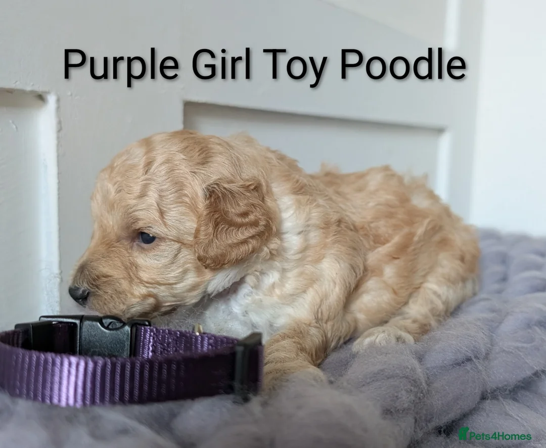 Toy Poodle dogs for sale: Stunning KC Reg Toy Poodle Puppies  - Advert 11