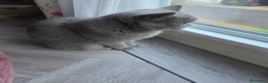 British Shorthair 2
