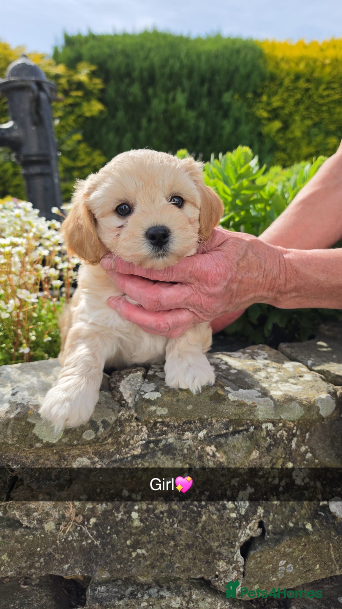 Cavapoochon dogs 1 Beautiful Cavapoochon Boy left💙READY NOW! - Advert 2