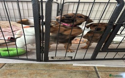 Jack Russell dogs for sale: 2x trio girls available  - Image 10