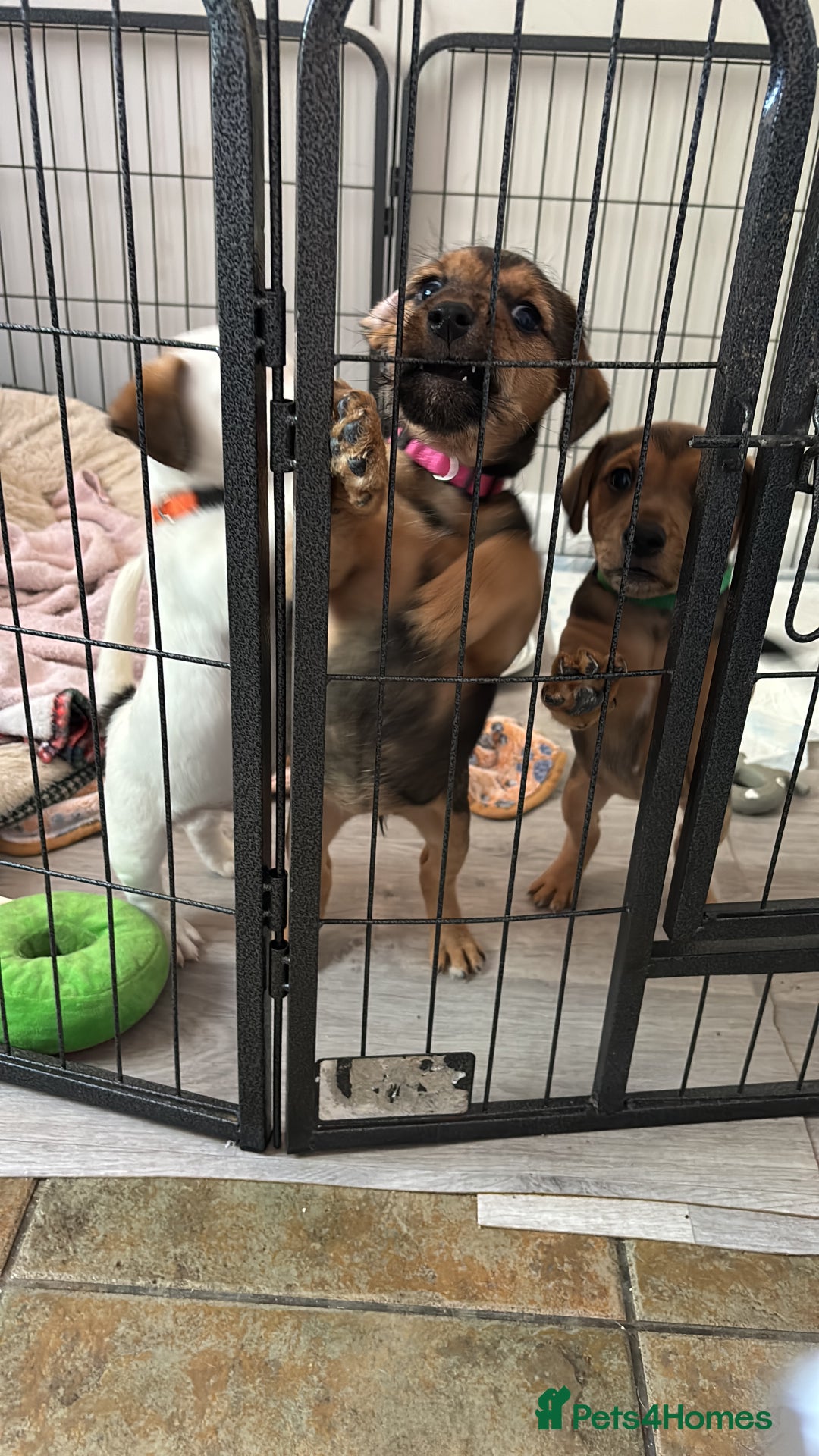 Jack Russell dogs for sale: 2x trio girls available  - Image 10