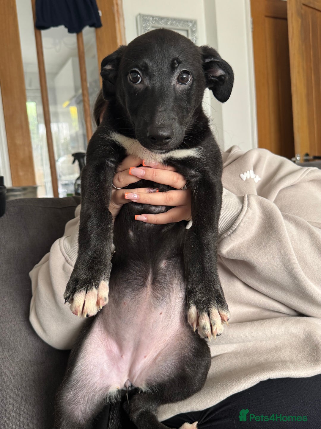 Mixed Breed dogs for sale: Female German Shepard x husky puppies  - Image 3