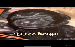 Labrador Retriever dogs for sale: KC Labrador pups - Image 9