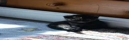 Mixed Breed cats for sale: Four girls. - Advert 4