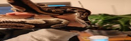 Python Snake reptiles for sale: Royal Pythan with setup - Advert 6
