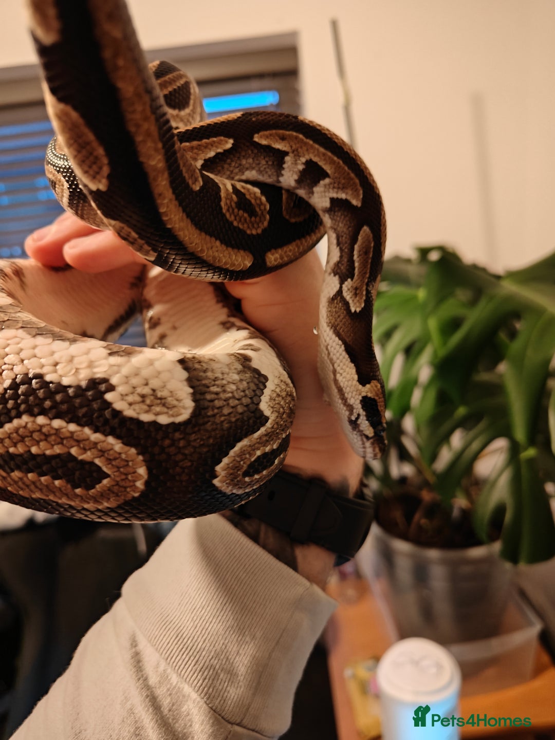 Python Snake reptiles for sale: Royal Pythan with setup - Image 6