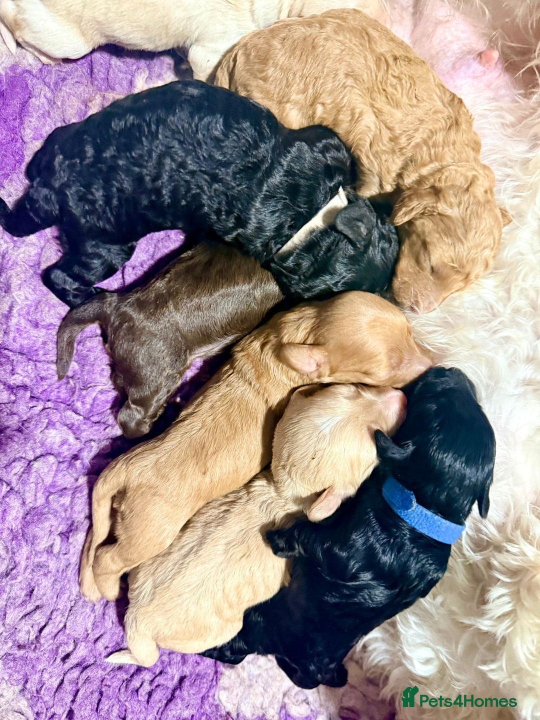 Cockapoo dogs for sale: Gorgeous F1B Cockapoo Puppies hypoallergenic  - Advert 4