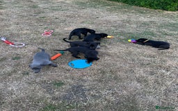 Whippet dogs for sale: 🐾 KC Registered Black Whippet Puppies 🐾 - Image 7