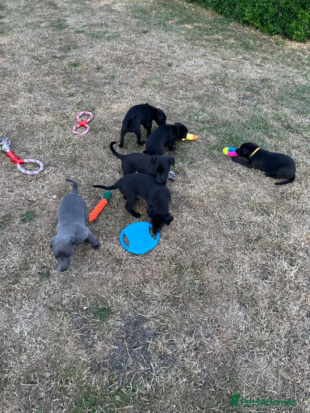 Whippet dogs for sale: 🐾 KC Registered Black Whippet Puppies 🐾 - Image 7