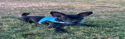 Russian Toy Terrier dogs for sale: Only male russian toy terrier puppy for sale - Advert 9