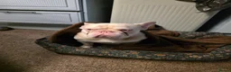 French Bulldog dogs for sale: 2yr old French-bulldog Boy in Kettering - Advert 3