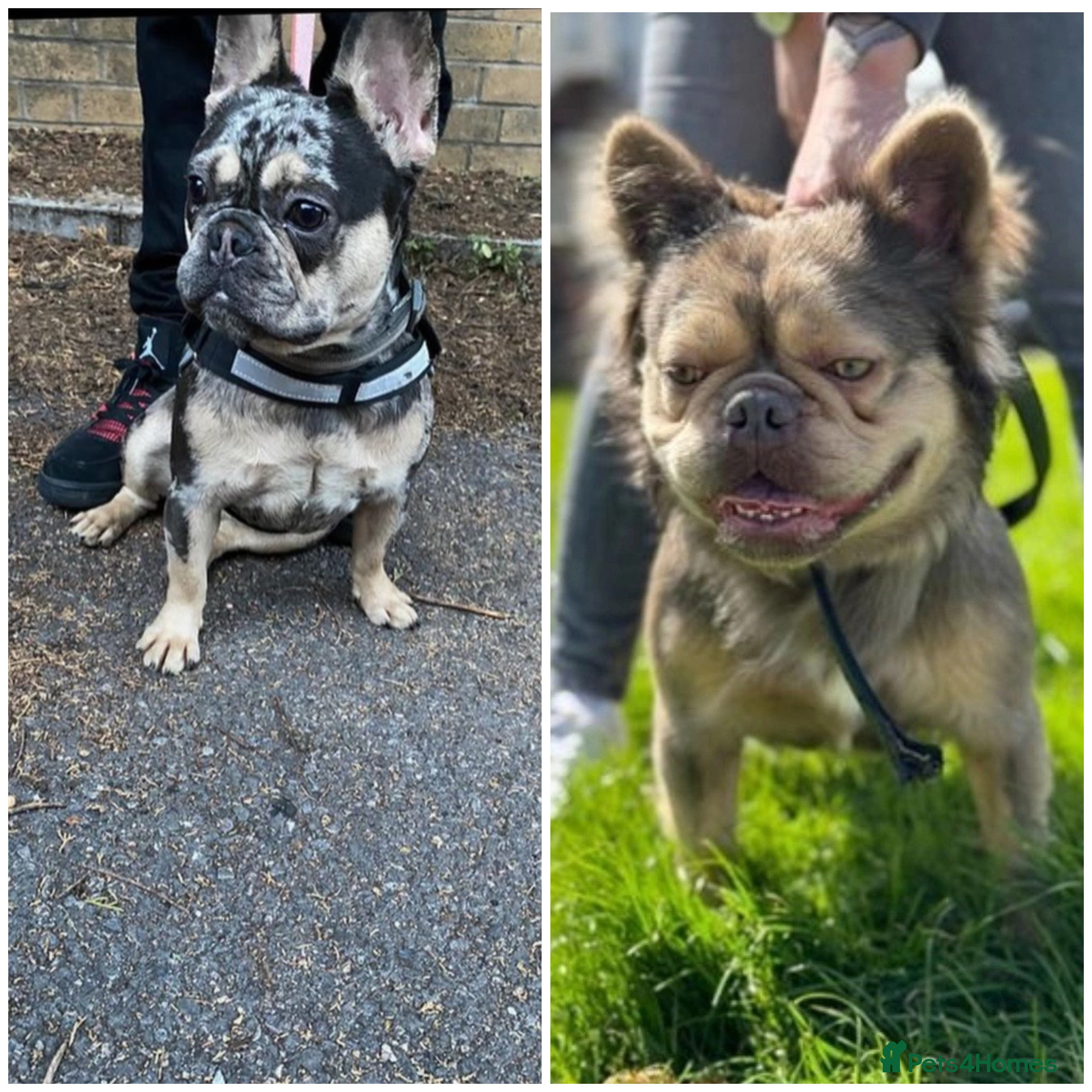 French Bulldog dogs High Quality  french bulldogs  - Advert 4