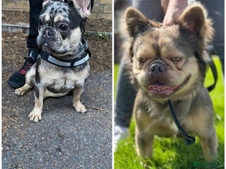 French Bulldog dogs - Advert 23