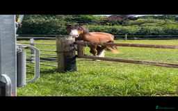 Welsh Section D horses for sale: Urgent sale - Image 4