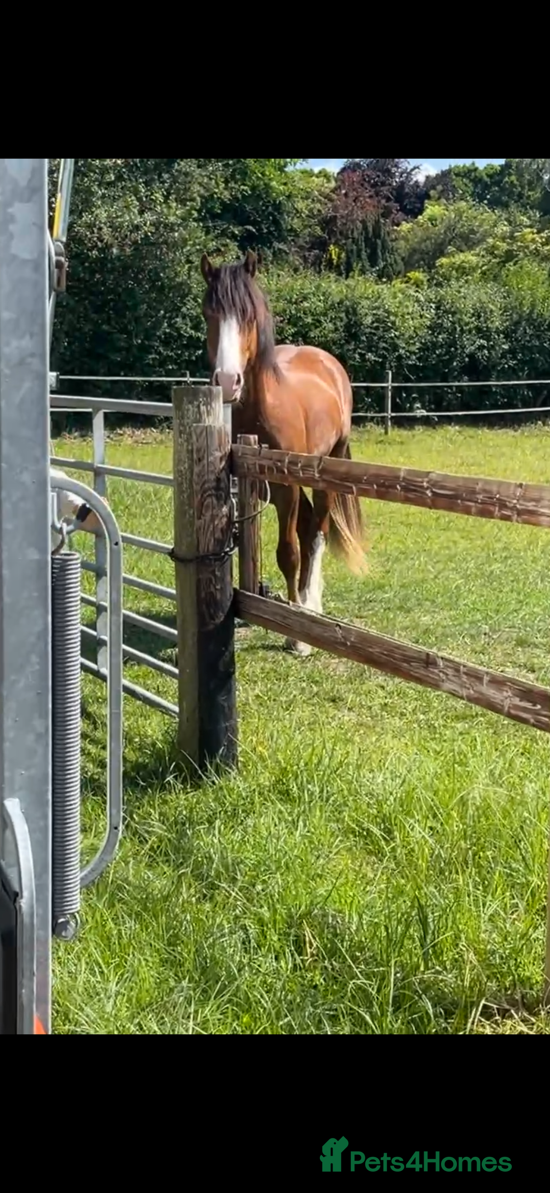 Welsh Section D horses for sale: Urgent sale - Image 4