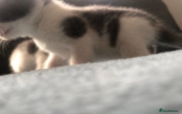 Mixed Breed cats for sale: 5 kittens for sale - Advert 18