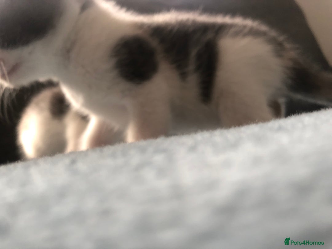 Mixed Breed cats for sale: 5 kittens for sale - Advert 18